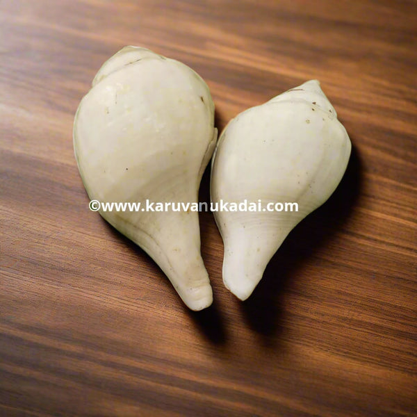 Sea Conch (கடல் சங்கு)