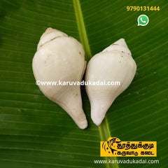 Sea Conch (கடல் சங்கு)