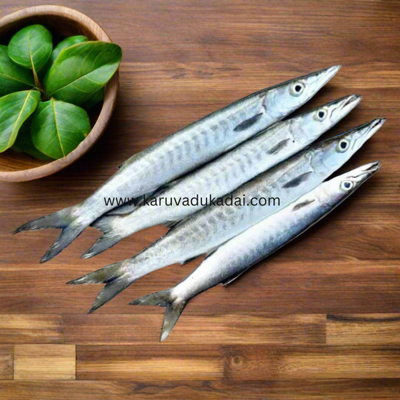 Pencil baracuda (ஊழி)