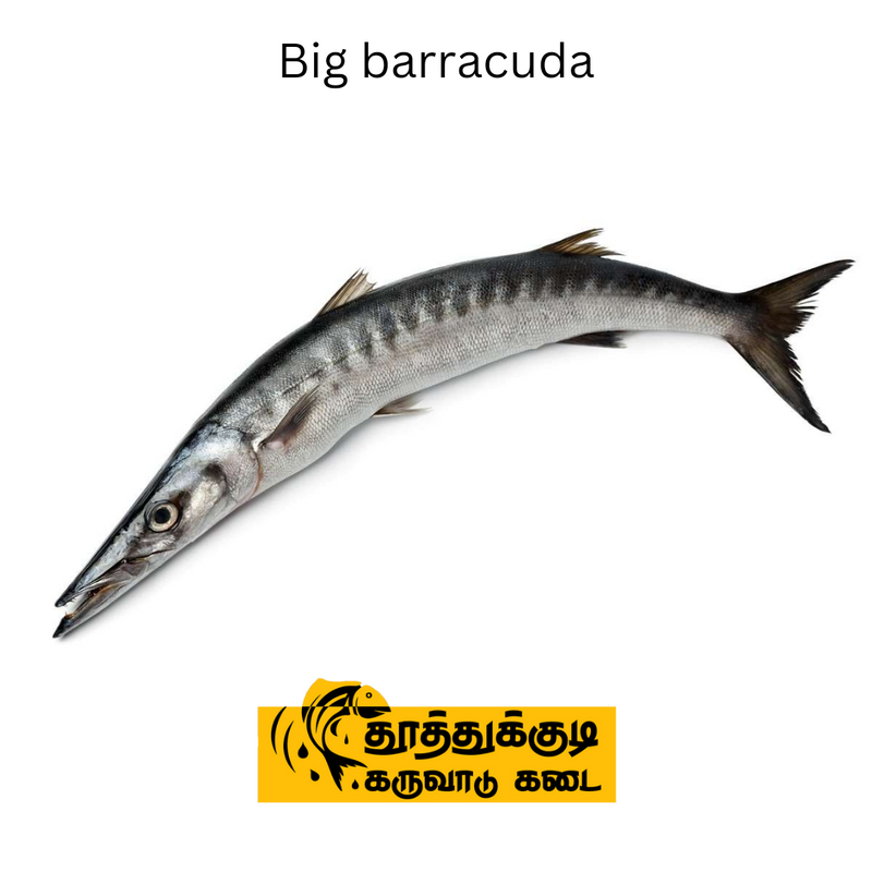Great Barracuda (பெரிய ஊழி )